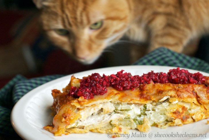 enchilada cat photo bomb 549