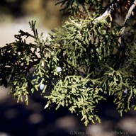 juniper berries